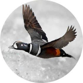 Flying Harlequin Duck